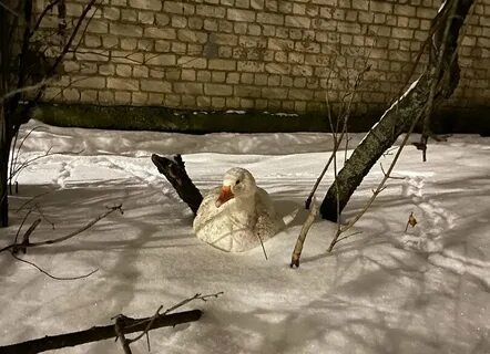 Гусь во дворе