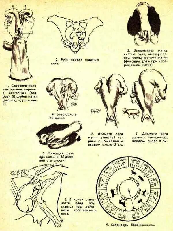 Ректальное исследование коров на стельность. Ректальное исследование коров на стельность по месяцам. Размер плода при 2 месяцах стельность коровы. Таблица отела КРС по месяцам. Срок беременности у коров
