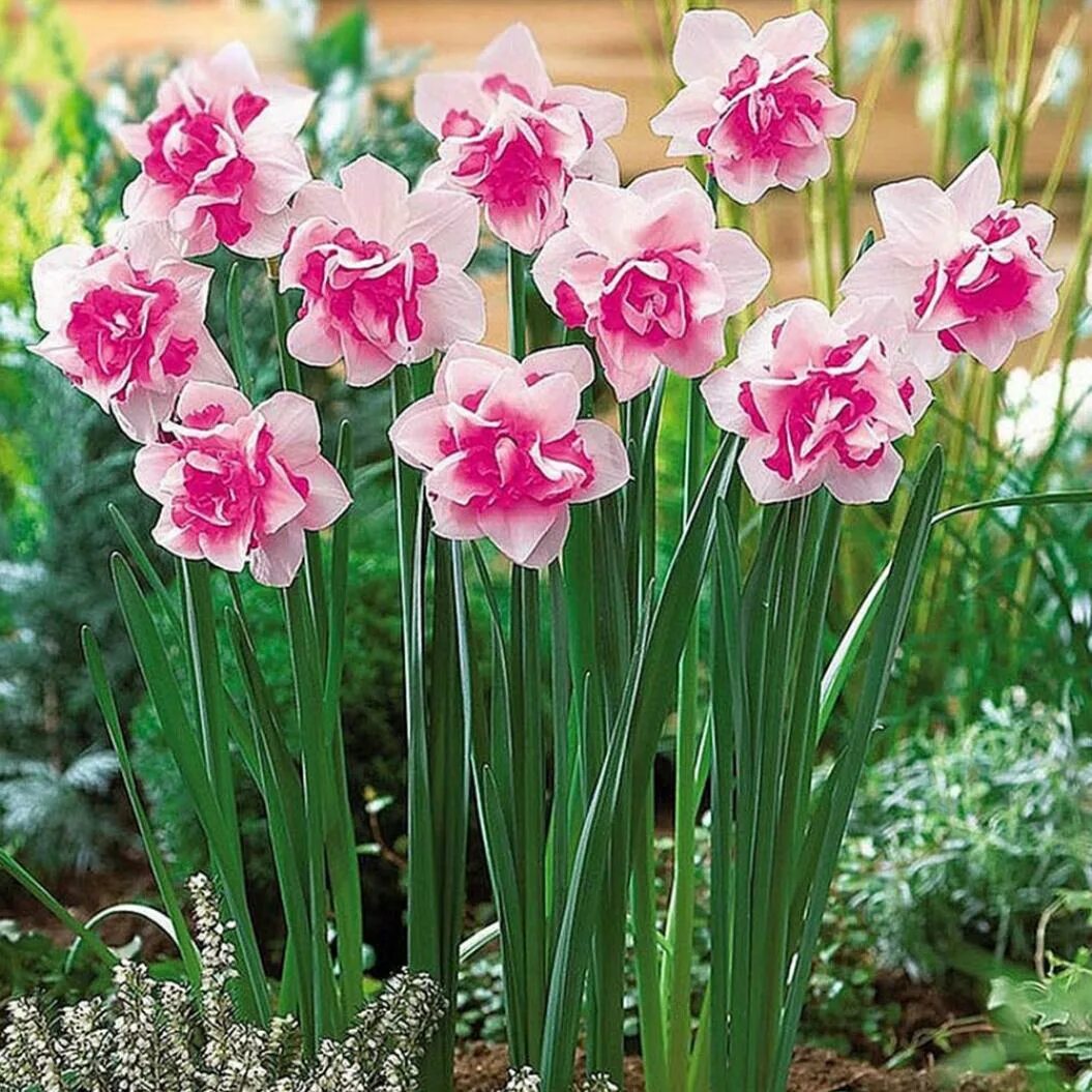 Название цветка нарцисс. Daffodil Pink Нарцисс. Нарцисс Дабл микс. Нарцисс Пинк Парадайз. Нарцисс розовый крупноцветковый.