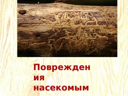 Типы повреждений насекомых