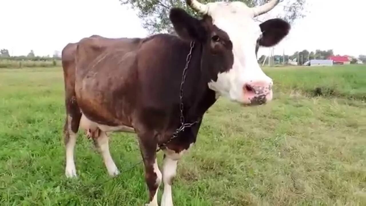Корова передач. Видео про коров. Корова на роликах. Видео про коров. Видео про коров.