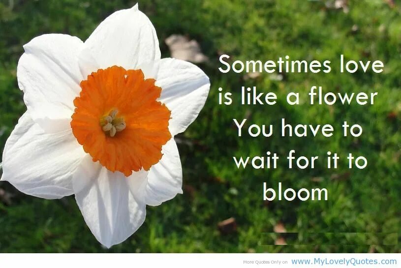 We like flowers. Bloom quotes. Quotes about Flowers. About a Flowers. Spring Flowers poems.