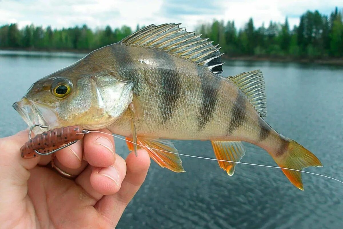 Речной окунь perca fluviatilis. Приманка на окуня на спиннинг. Микроджиг малек. Рыбалка на окуня в пруду. Окуневые приманки на спиннинг.