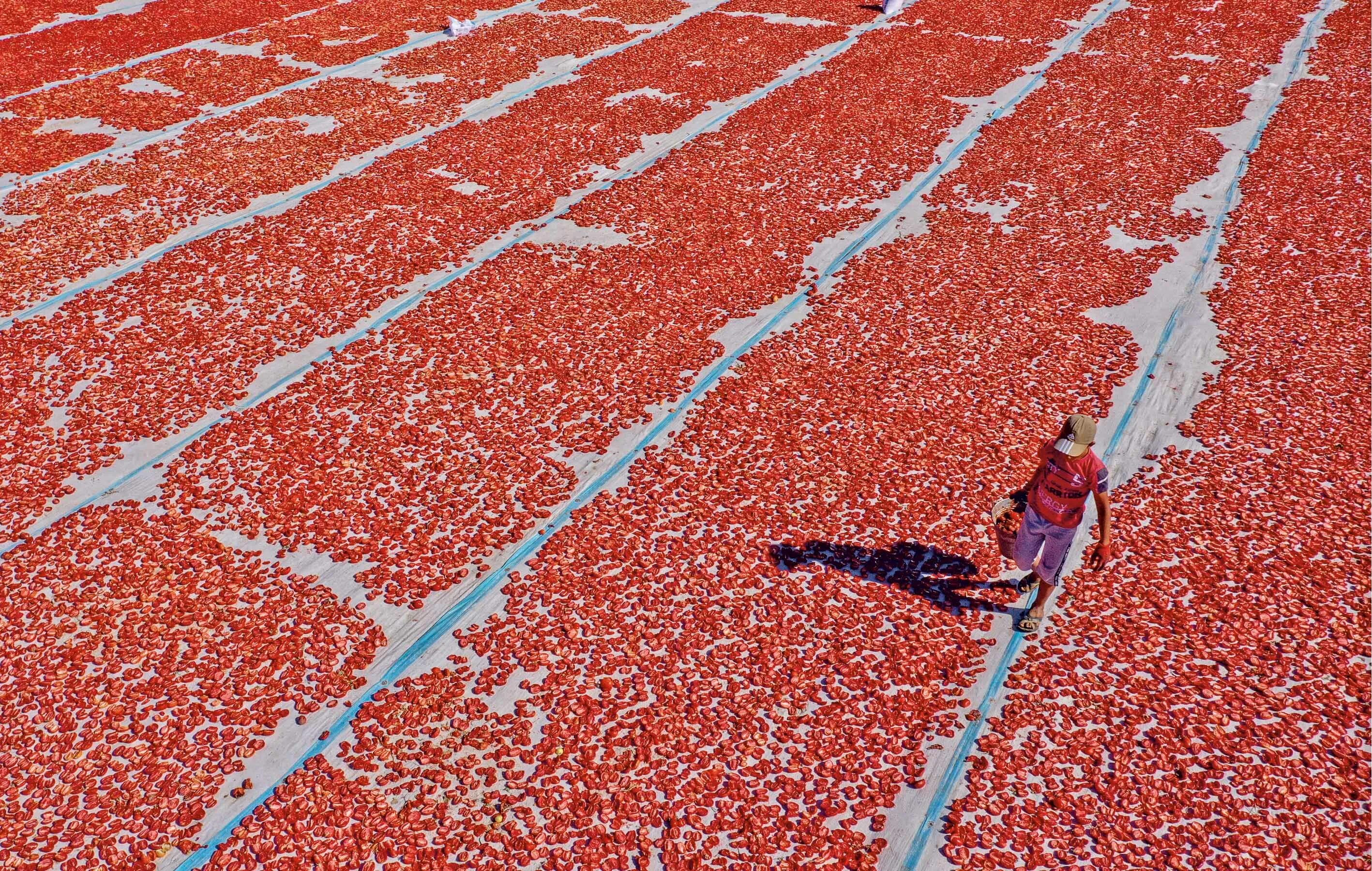 Можно ли сушить на солнце. Сушка помидоров в Турции. Высушенные помидоры. Сушки с томатом. Сушка помидор.