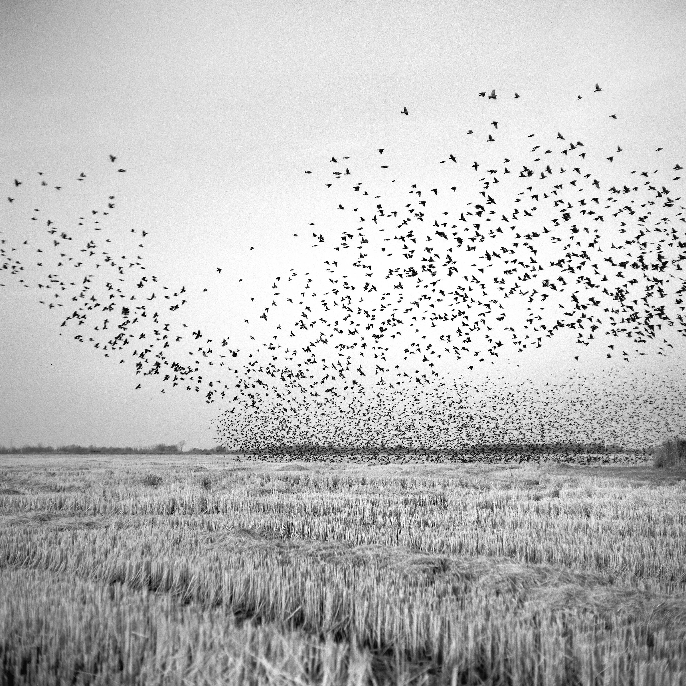 Стая птиц. Птицы стая фотограф. Стая птиц Графика. Птицы стая ng.