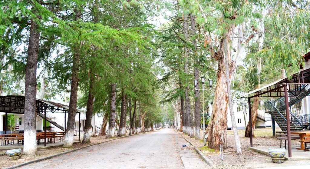 Санаторий эвкалиптовая роща абхазия. Абхазия эвкалиптовая роща пансионат 2. Абхазия эвкалиптовая роща пансионат. Очамчира / очамчира. Абхазия эвкалиптовая роща пансионат.