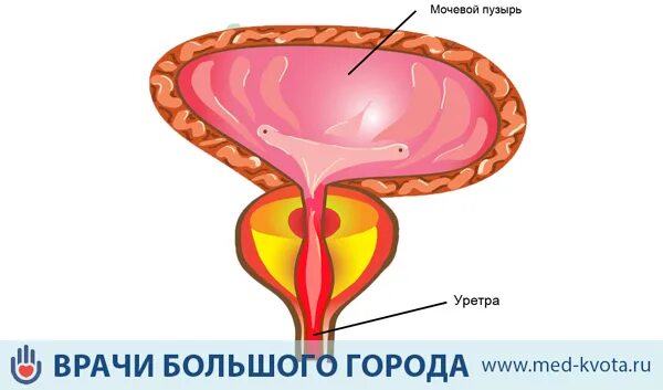 Детрузор мочевого пузыря это. Детрузор мочевого пузыря анатомия. Детрузор и сфинктер мочевого пузыря. Детрузор. Мышца детрузор мочевого пузыря.