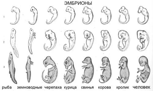 Где происходит развитие зародыша у рыб. Эмбрионы рыбы на разных стадиях развития. зародыш свиньи и человека.