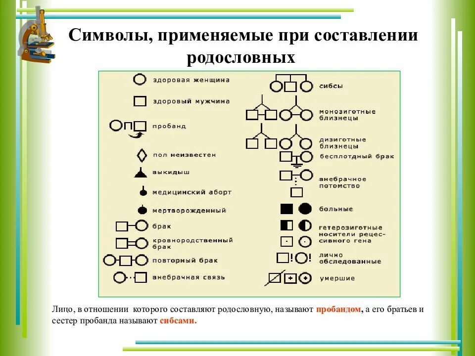 Лицо родословная которого составляется называется. Братьев и сестер пробанда обозначают термином. родословная генетика пробанд. родословные задачи по генетике пробанд. символы применяемые при составлении родословных.