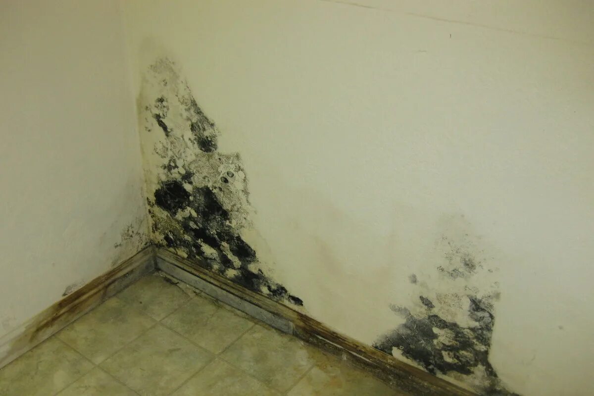 Черный грибок на стенах. Плесень на стенах. Плесень на стенах в квартире. Плесневый грибок на стенах. Грибок черной плесени