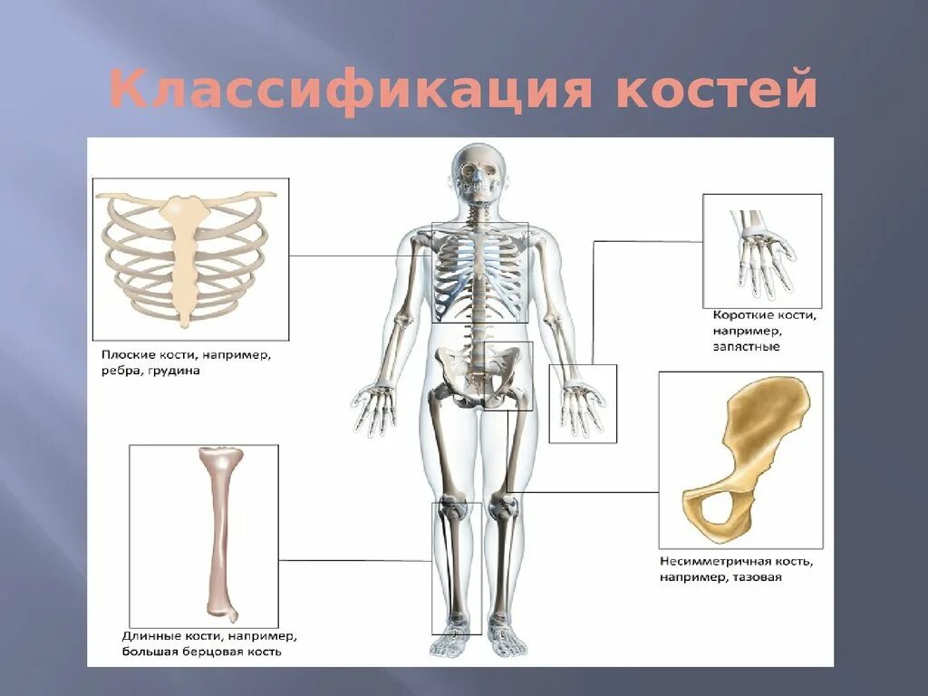 Классификация костей скелета. Длинные короткие и плоские кости. Классификация костей человека анатомия. Короткие кости человека.