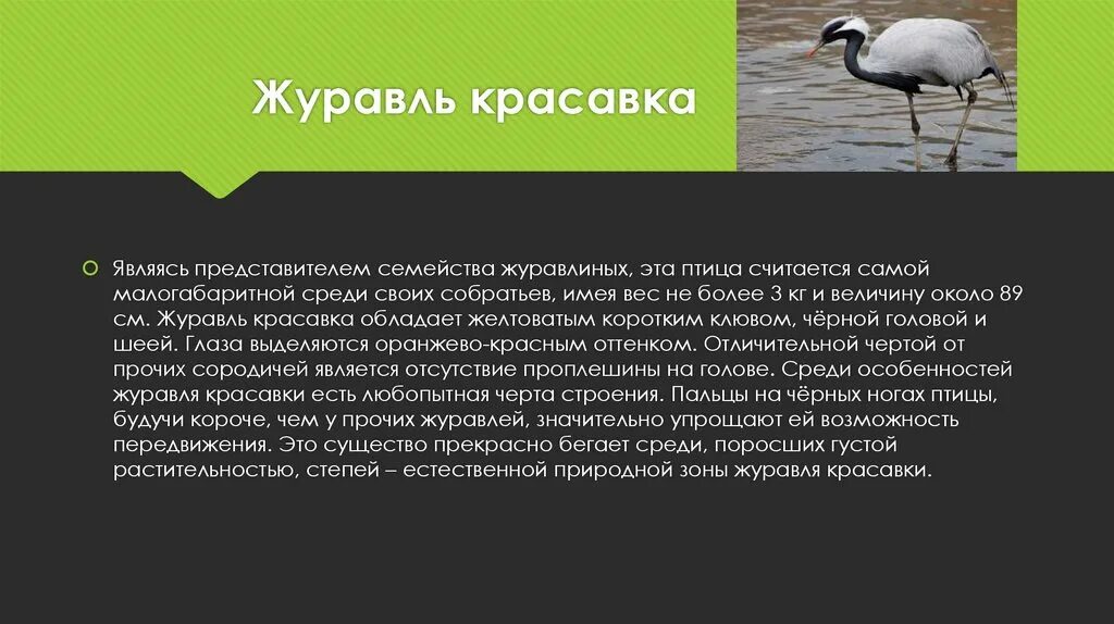 Адмирал в какой природной зоне обитает. Адаптации журавлей. Особенности строения Журавли. Исчезнувшие виды птиц России журавль красавка. Сообщения о животных зона степей журавль-красавка.