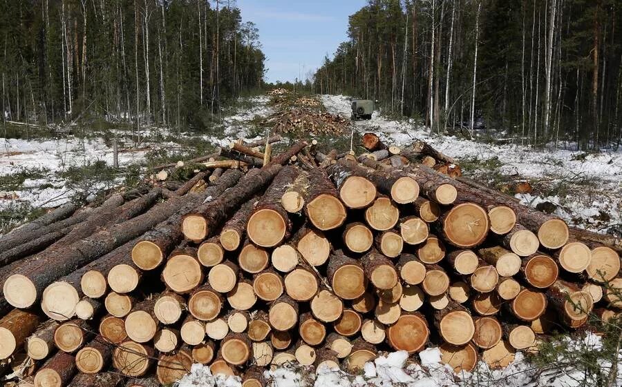 Какая хозяйственная деятельность в тайге. Лесоповал в тайге Лесоповал в тайге. Лесоповал в тайге. Заготовка древесины. Срубленный лес.