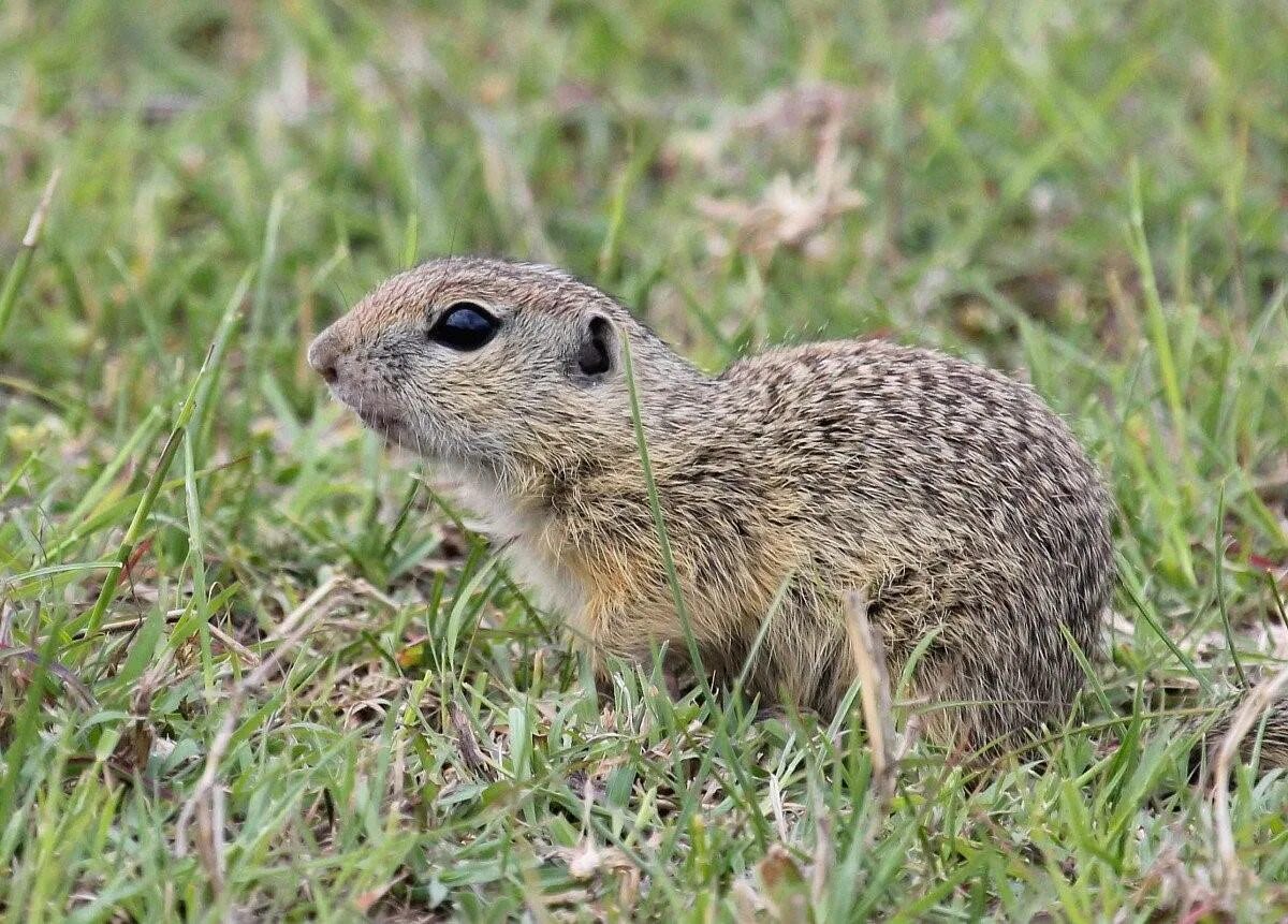 Алашанский суслик. Европейский суслик (Spermophilus citellus). Фауна лесостепи и степи. Животные лесостепи и степи в Евразии.