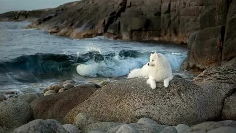 Животное на берегу моря