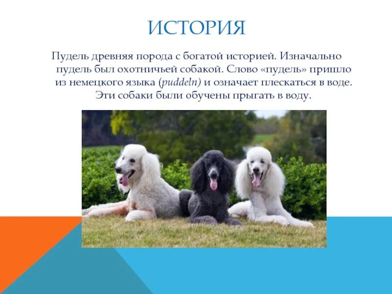 Сообщение о любой породе собак. Рассказ о породе собак пудель. рассказ о породе пудель 2 класс. пудель презентация. пудель краткое описание.