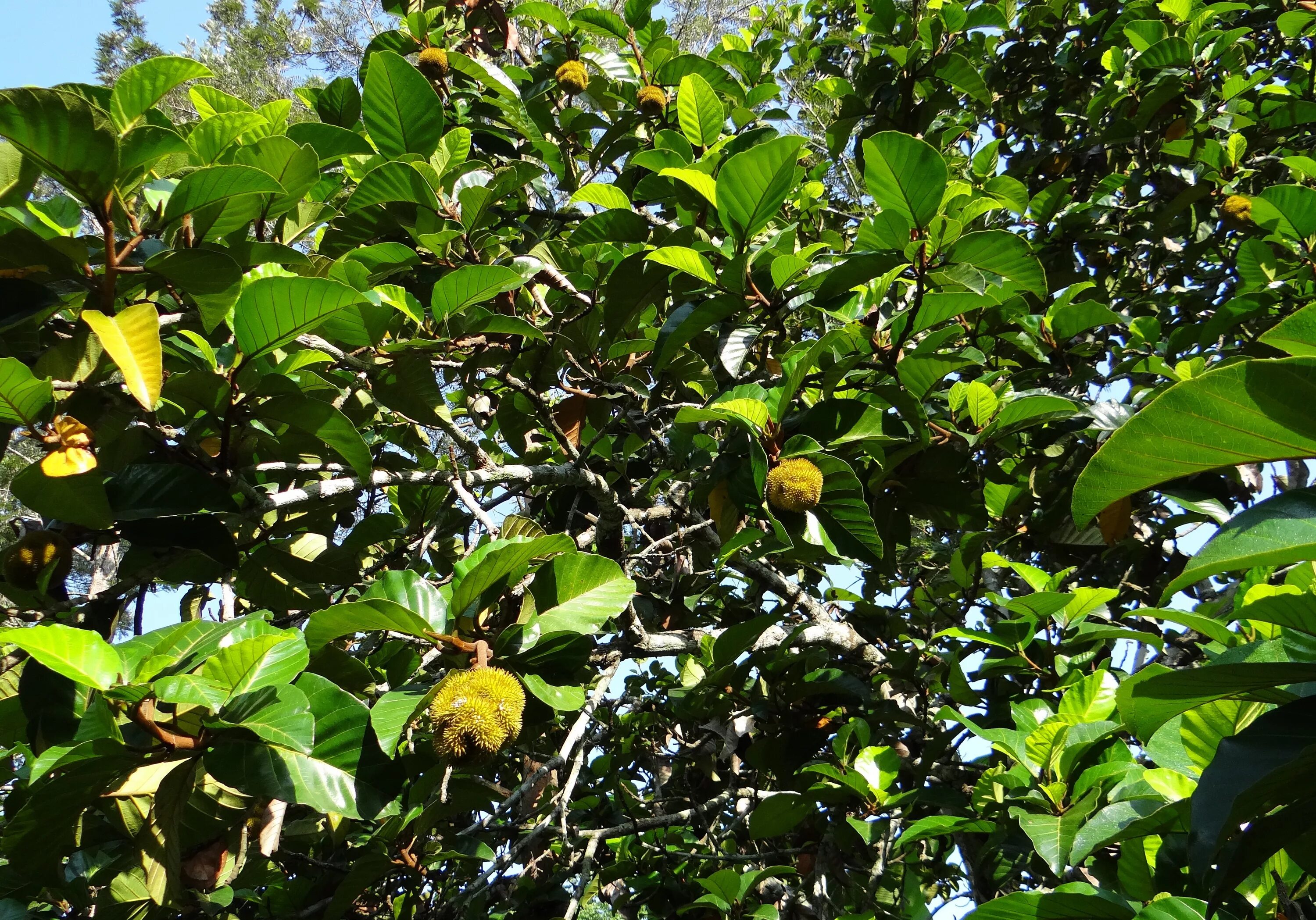 Вечнозеленый 6 букв. Artocarpus hirsutus дерево. Артокарпус хлебное дерево. Плоды вечнозеленого тропического дерева. Вечно зелёное тропическом дерево с плодами.