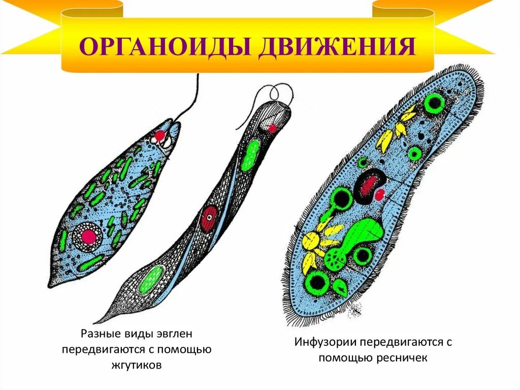 Какой органоид у эвглены зеленой. Органоиды движения строение рисунок. Органоиды движения реснички и жгутики. Органоиды движения эвглены. Органоиды передвижения эвглены.