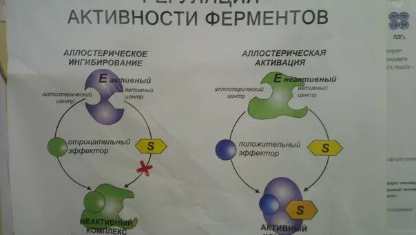 Схема действия аллостерического фермента. Аллостертче активаторы. Аллостерические активаторы ферментов. Аллостерический фермент схема. Аллостерический активатор