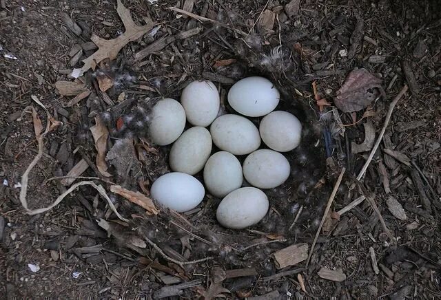 Яйца утки кряквы. Яйца утки кряквы. Яйцо дикой утки. Гнездо утки кряквы. Кряква обыкновенная гнездо.