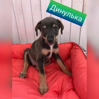 Собаки минск
