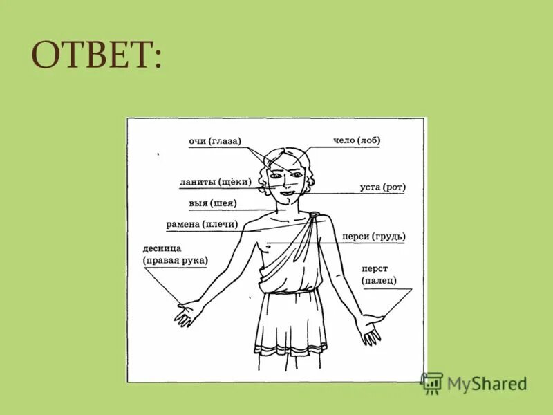 Ю выя. Древние названия частей тела. Устаревшие названия частей тела. Архаизмы названия частей тела человека. Старорусские названия частей тела.