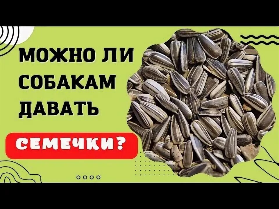 Можно давать собаке семечки. Можно давать собаке семечки