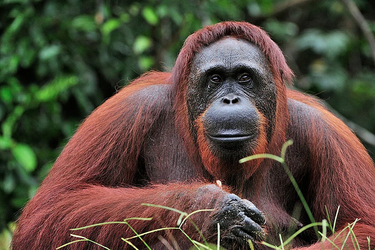 Орангутан шимпанзе. Калимантанский орагутан. Обезьяна орангутан. Обезьяны шимпанзе орангутаны. Шимпанзе горилла орангутан.