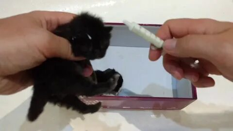 Чем кормить маленького котенка