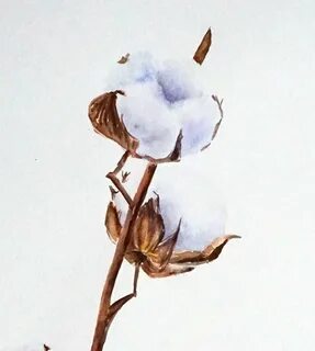 Рисунок хлопка