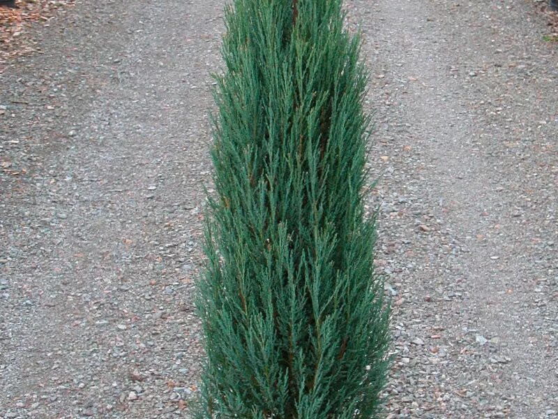 можжевельник арроу