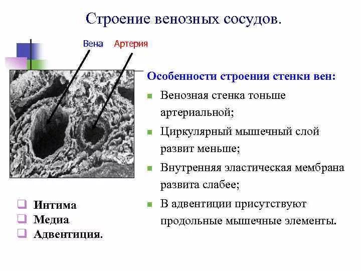 Строение венозных сосудов. Особенности строения стенки вен. Структура стенки венозного сосуда. Строение венозной стенки.