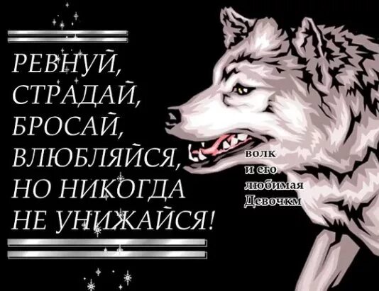 Влюбленный волк цитаты. Влюбленный волк не хищник. Влюбленный волк уже не хищник. Волк с надписью.