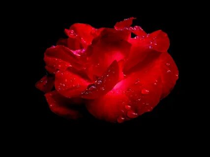 Red rose mp3