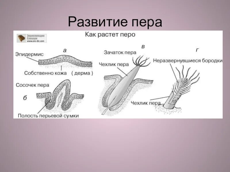 Кожа и перья птиц. Схема развития пера. Развитие перьев. Развитие пера птиц. Формирование пера у птиц.