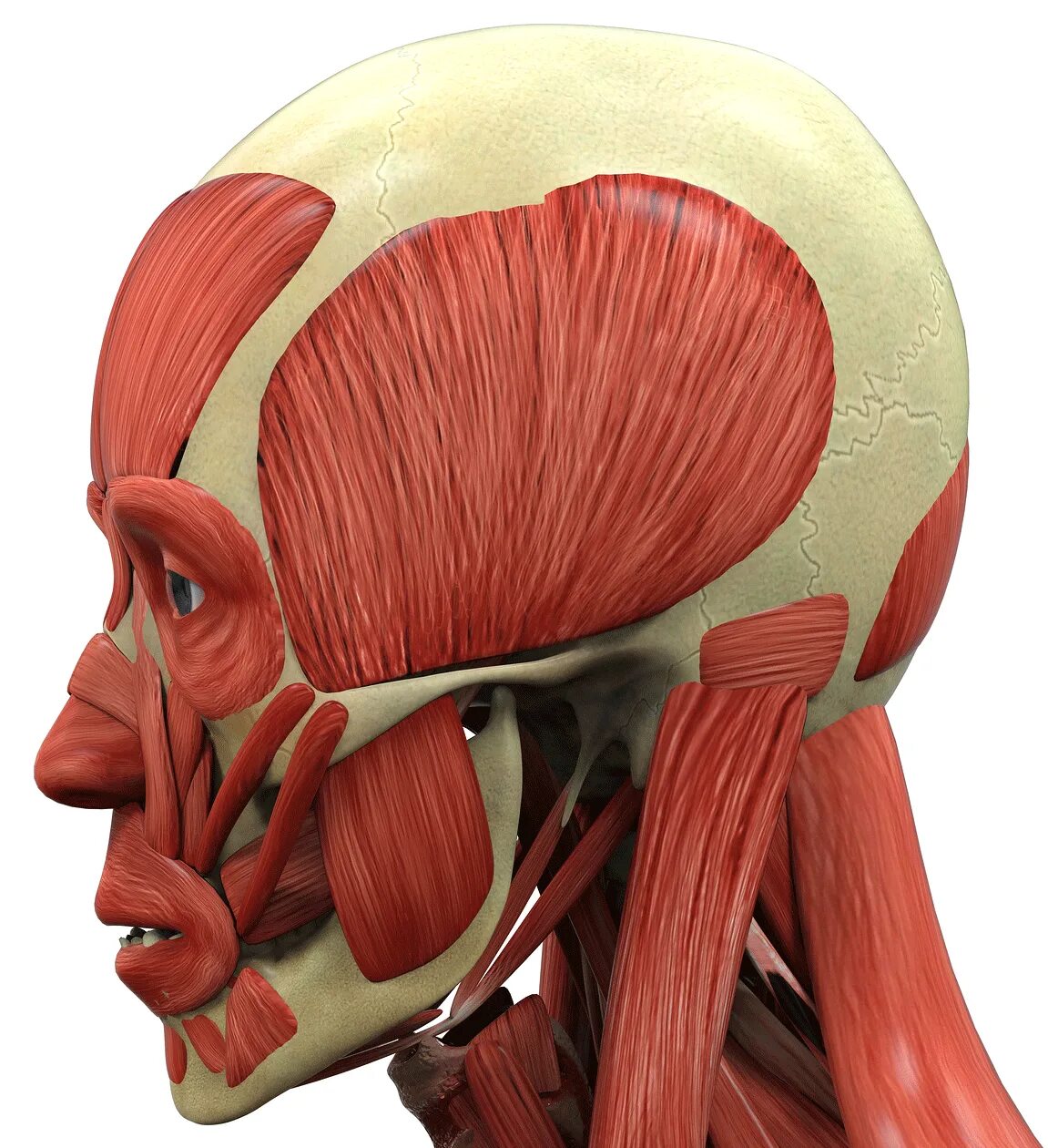 Head c