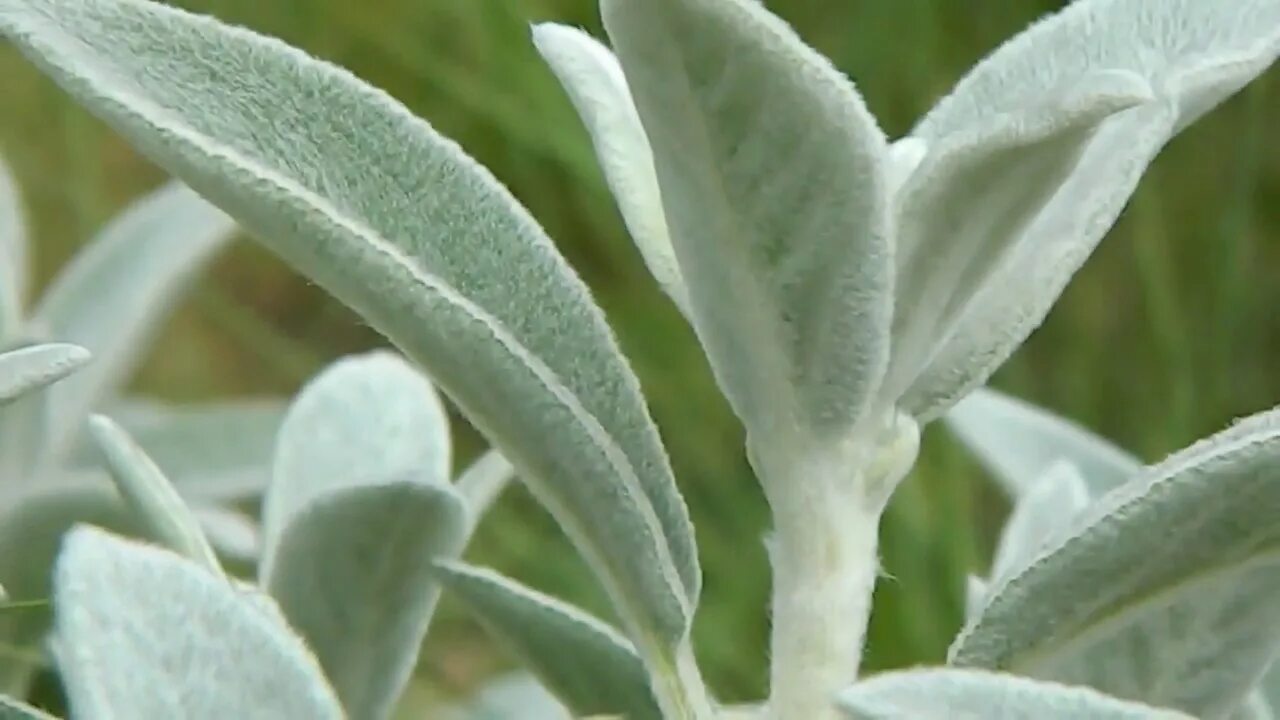 Stachys byzantina © Native Sons Wholesale Nursery, Inc. St. Flickr