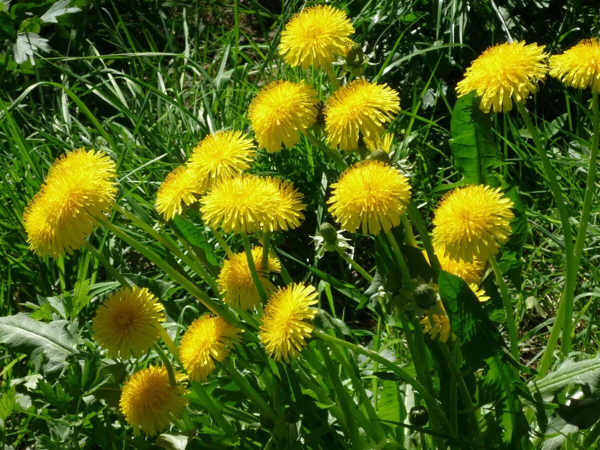 Одуванчик лекарственный – Taraxacum officinale. Одуванчик полевой обыкновенный. Сибирские одуванчики. Одуванчик двудольное растение. Какие бывают одуванчики