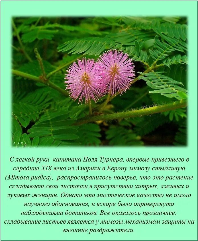 Читать обо всем интересном. Интересные факты обо всем. интересное обо всем на свете. интересные факты обо всем на свете короткие. название интересно! познавательно.