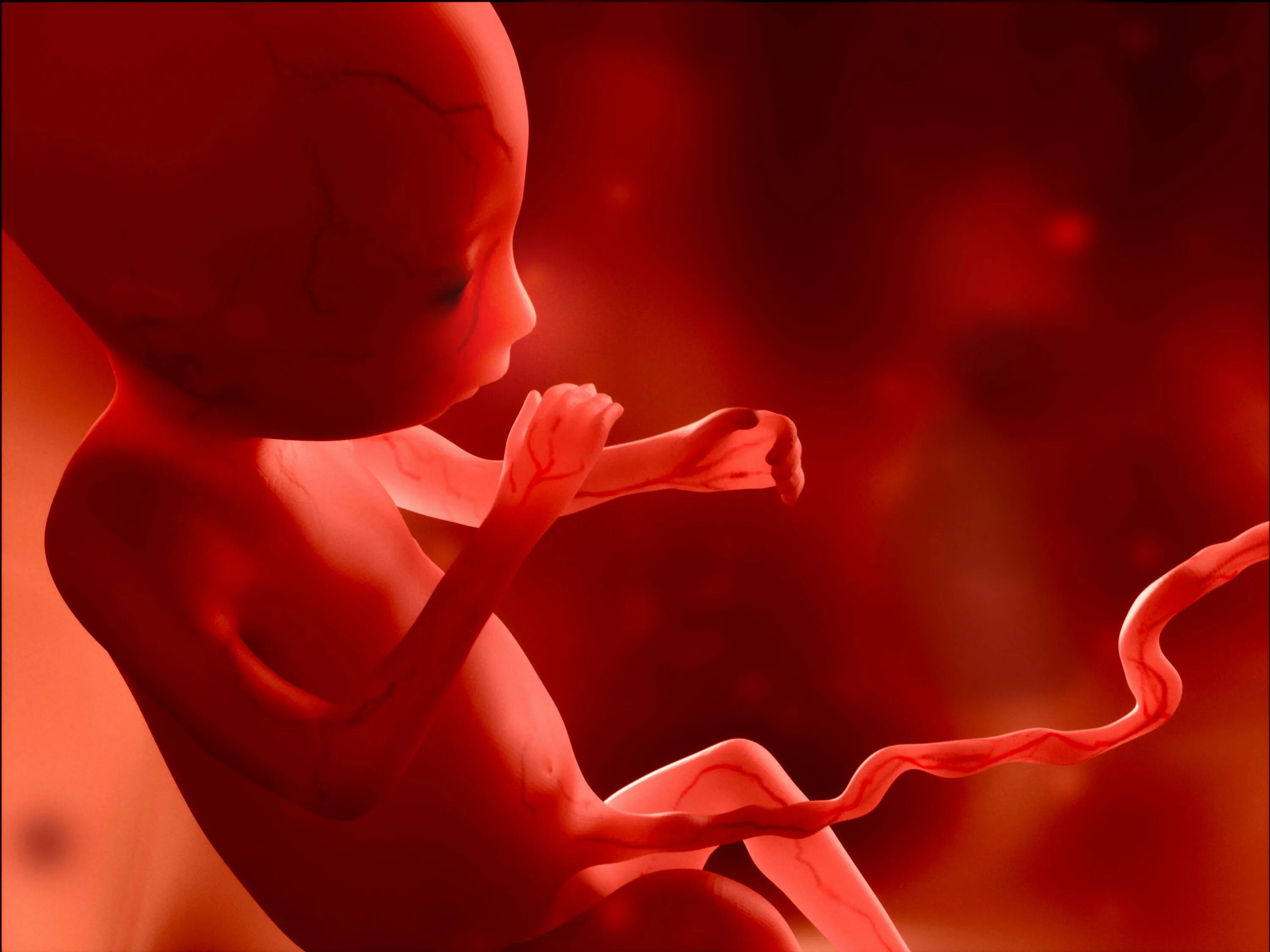Внутриутробная жизнь ребенка. Малыш в утробе матери. Эмбрион в утробе матери.
