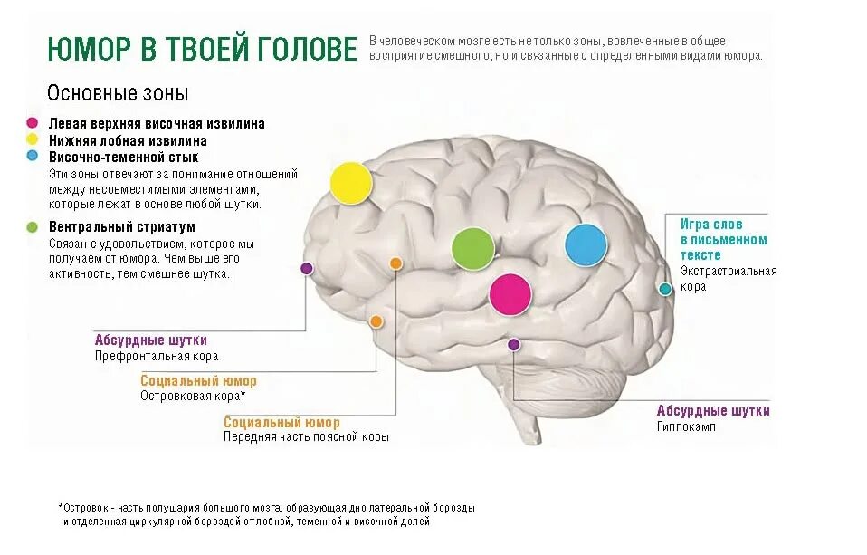 Сколько получает мозгов. Зоны мозга отвечающие за эмоции. Физиология смеха. Участок мозга отвечающий за счастье.