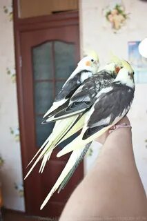Корелла 1 месяц
