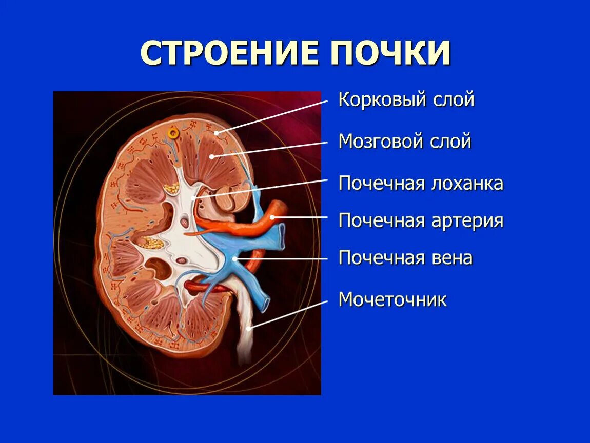 Расскажите о строении почки