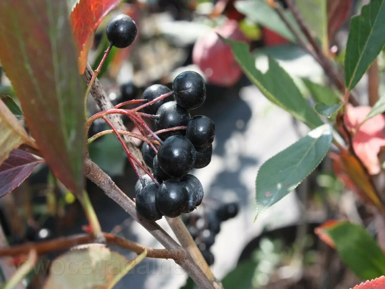 Арония викинг. Арония черноплодная (Aronia melanocarpa). Арония черноплодная «Хугин». Арония черноплодная (Arónia melanocárpa). Рябина черноплодная Хугин.