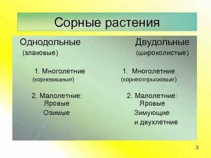 Многолетние двудольные