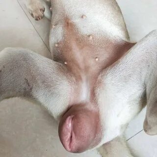 Zoox18 anal - Best photos on haraldwartooth.es
