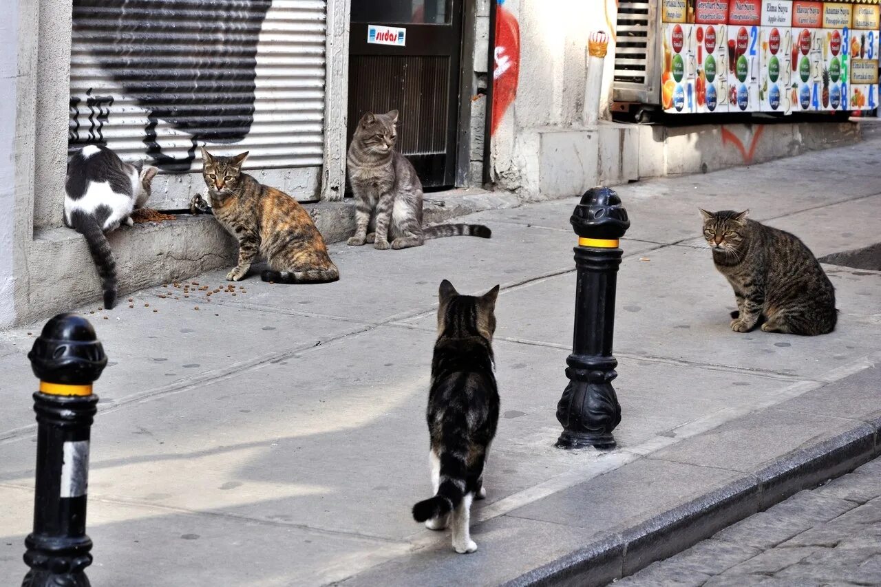 Уличная кошка. Коты на улице. Стамбул город кошек. Город кошек. Hello street cat издевательство