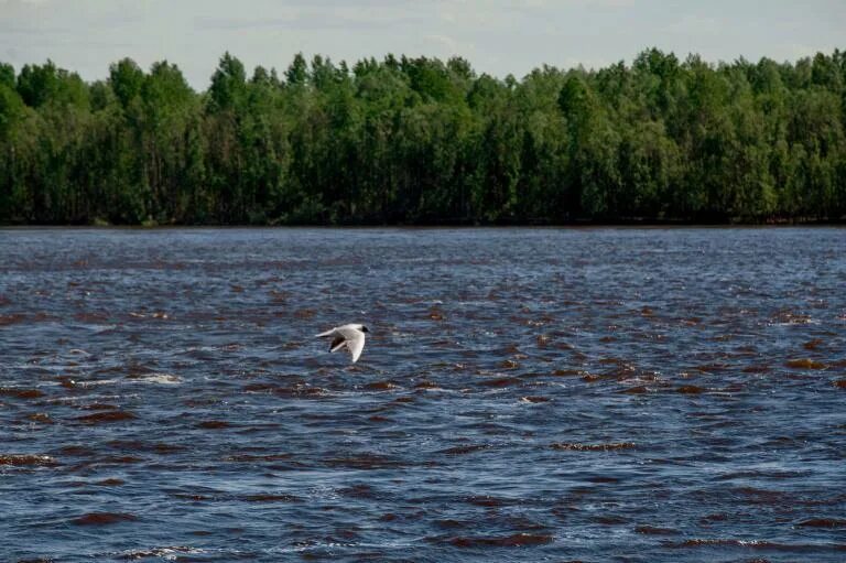 Вода в оби колпашево