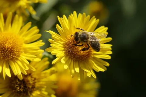The sun in the east bees honey