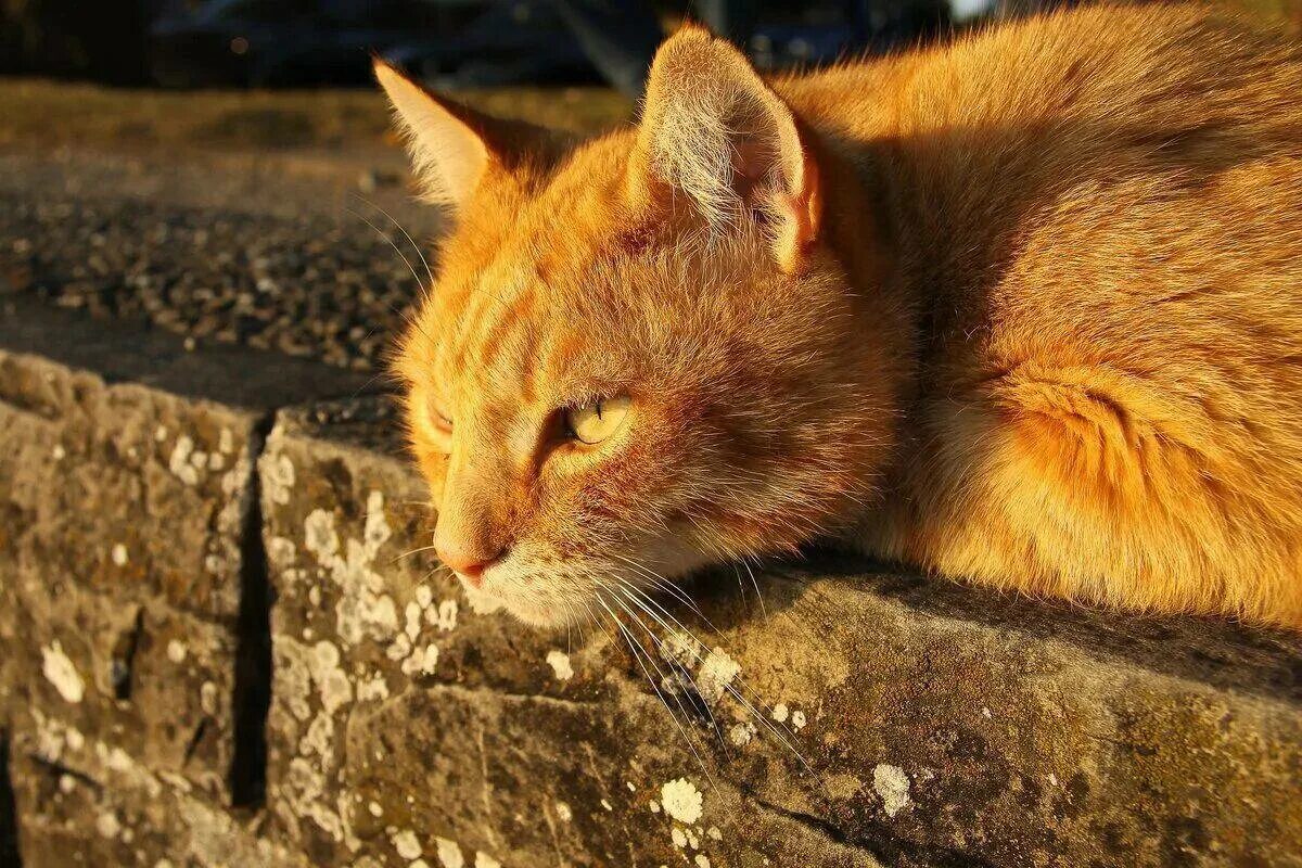 Рыжий кот симба. Домашняя кошка рыжая. симба рыжий котик. заставка рыжие коты.